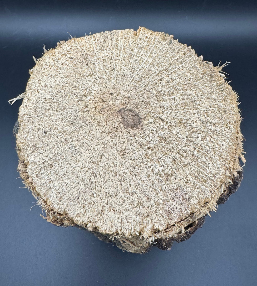 【3年物】産卵木 クヌギ材 Lサイズ 1本