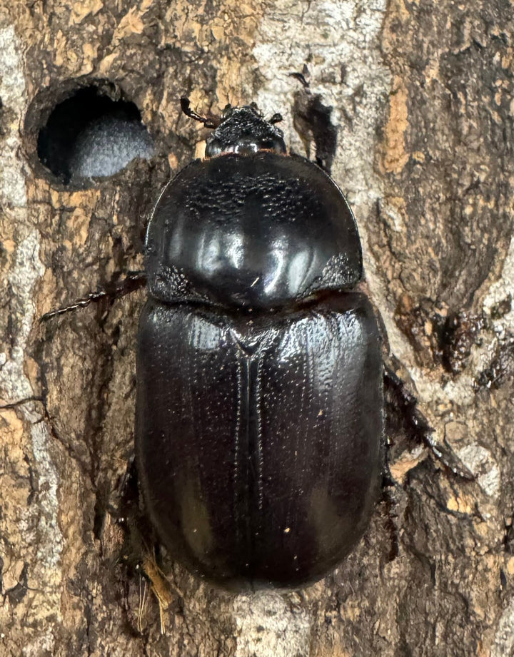 【WD】《マルタバンメンガタカブト 52.5mm ペア》