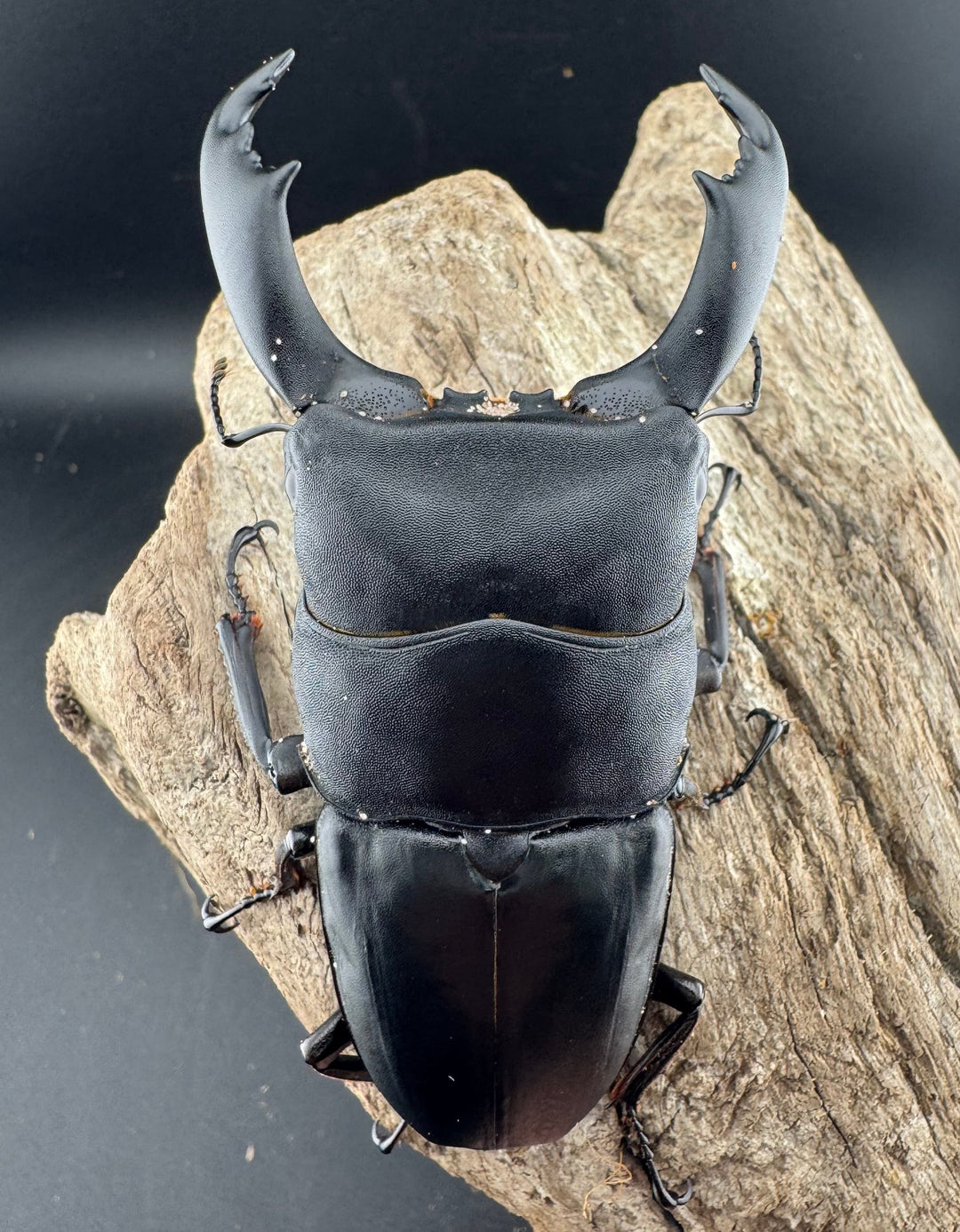 【WD】《西ペレンヒラタ（スラウェシオオヒラタ） 92.5mm ペア》