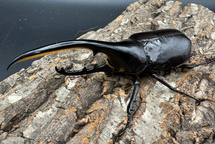 《ヘラクレス・ヘラクレス 128mm ペア》