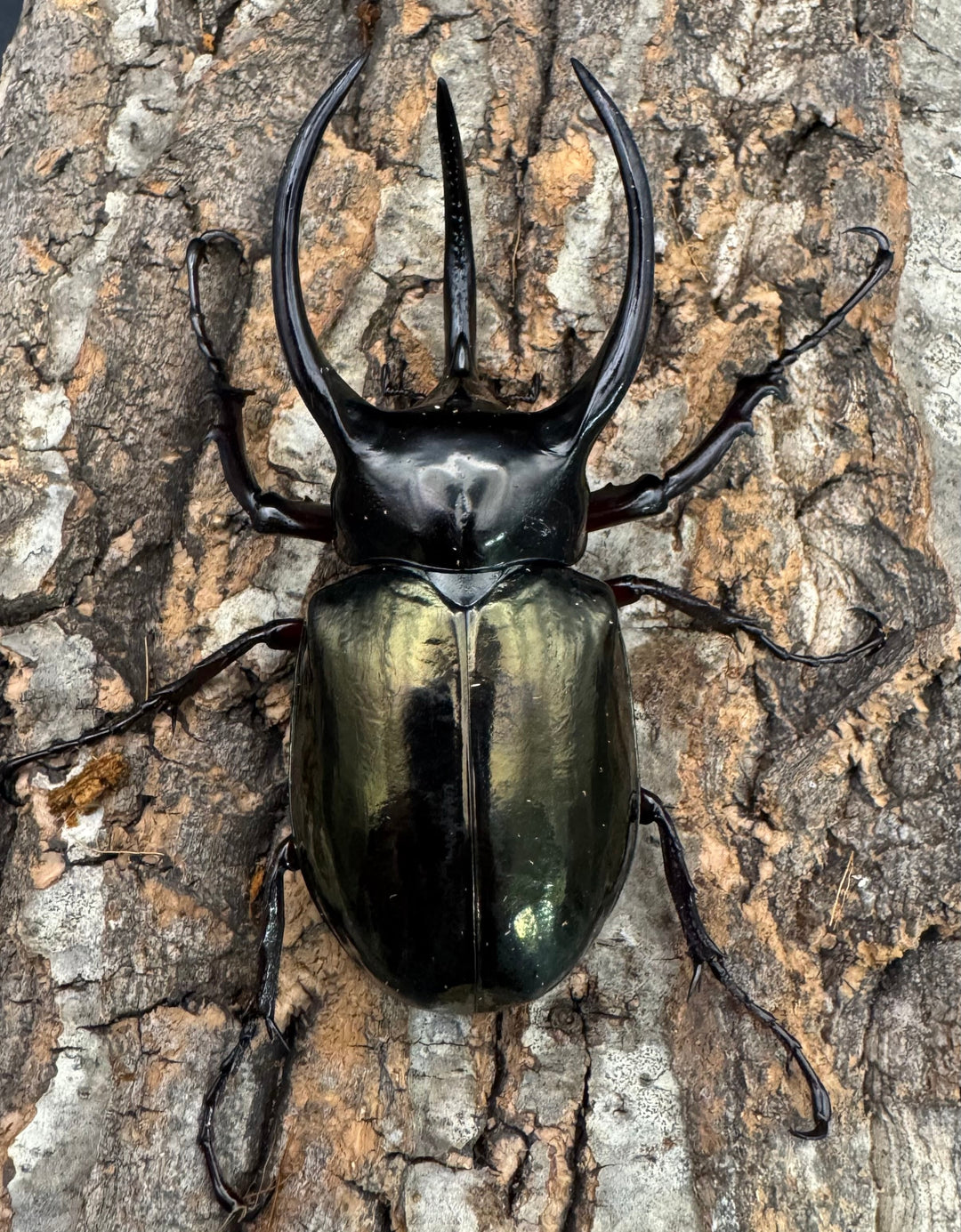 【WD】《アトラスオオカブト原名亜種 90mm ペア》