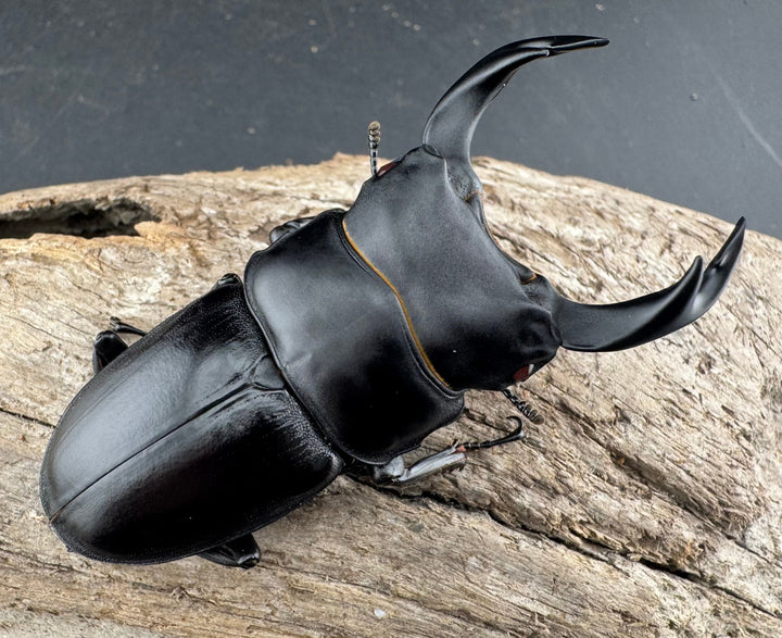 【赤目】《オオクワガタ レッドアイ 能勢産 65mm ペア》