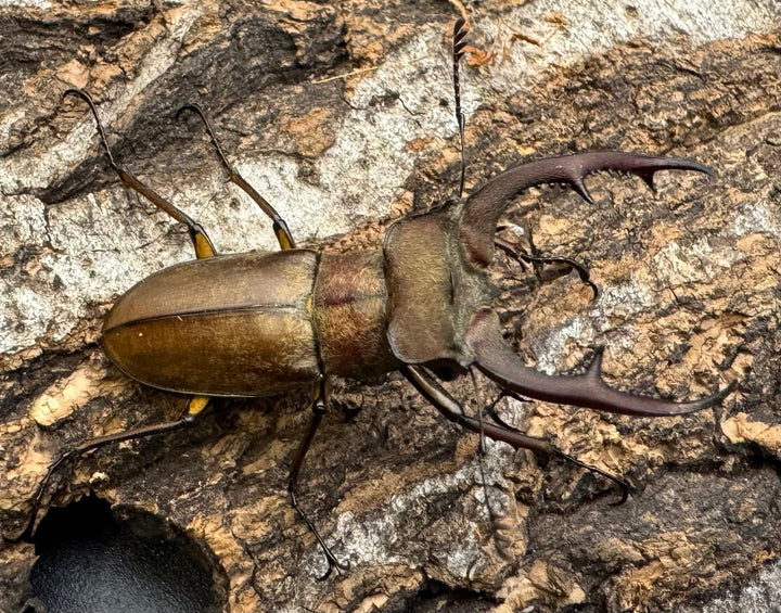 【WD】《フォルモサスミヤマクワガタ 52mm ペア》