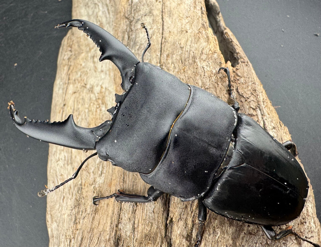 【WD】《ミンダナオヒラタ マラグサン産 90mm ペア》