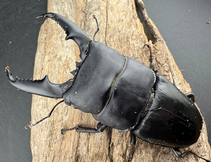 【WD】《ミンダナオヒラタ マラグサン産 90mm ペア》