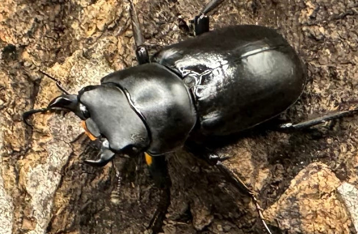 【WD】《ドルクス タオ 27mm B品ペア》