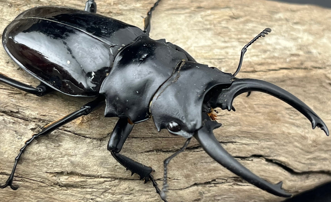 【WD】《ダールマンツヤクワガタ亜種celebensis 83mm ペア》