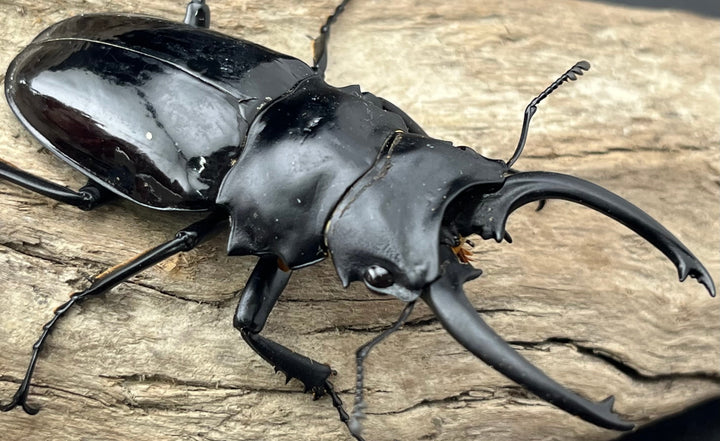 【WD】《ダールマンツヤクワガタ亜種celebensis 83mm ペア》