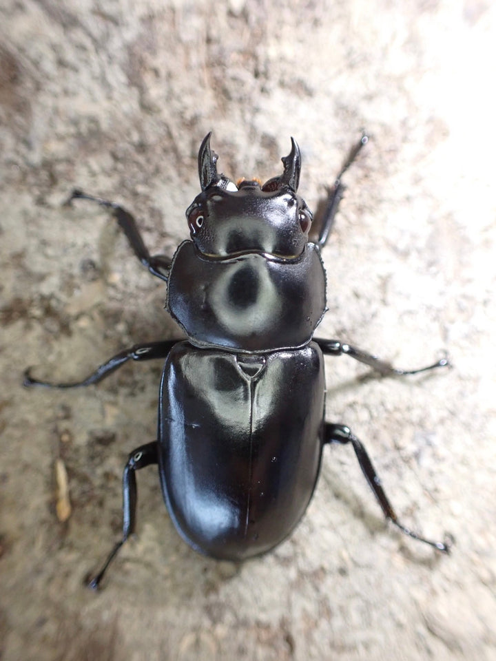 【WD】《雲南産ウエストウッディ亜種カズミアエ 41mm A’品ペア》