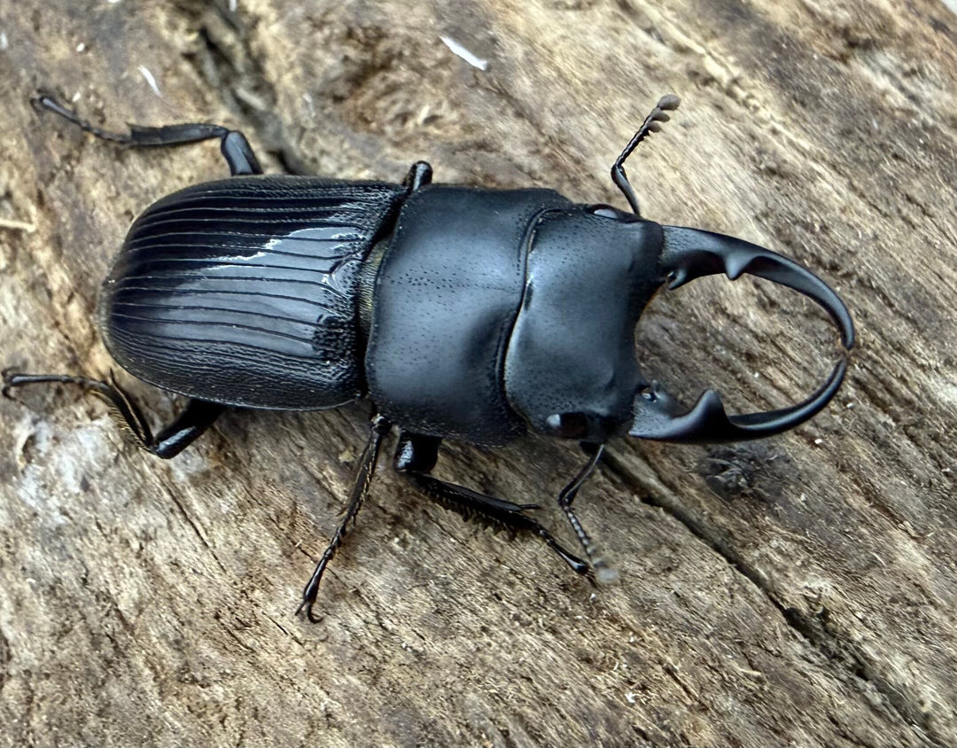 【WD】《ネブトクワガタ sp. カオバン 標高1400m 20mm ♂♀♀トリオ》