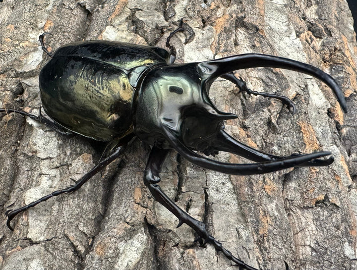 【WD】《ミンダナオアトラスオオカブト 96.5mm ペア》