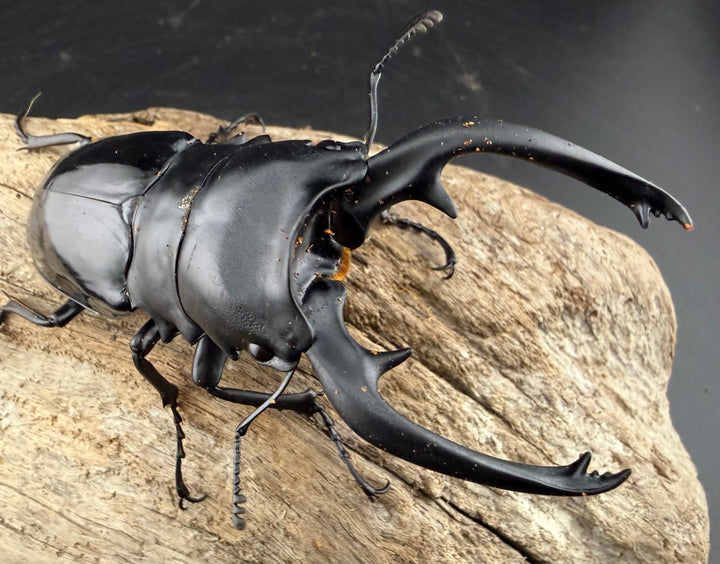 【WD】《インターメディアツヤクワガタ バタラザ産 97mm ペア》