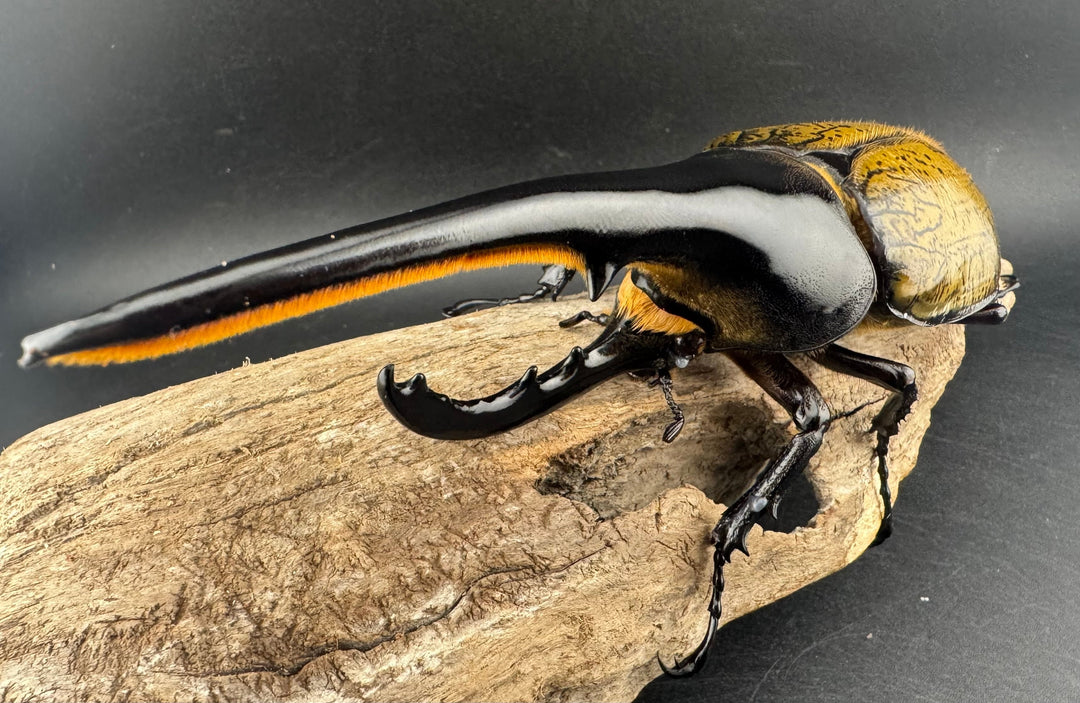 即ブリ《ヘラクレス・ヘラクレス 優良血統 149mm ペア》