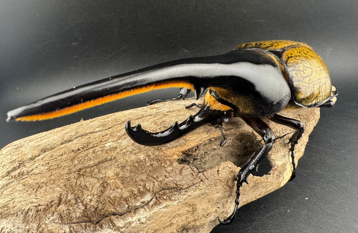 即ブリ《ヘラクレス・ヘラクレス 優良血統 149mm ペア》