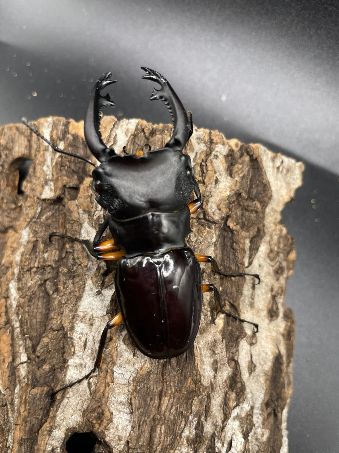 【WD】大型大歯《インペリアリスツヤクワガタ 68mmUP ペア》