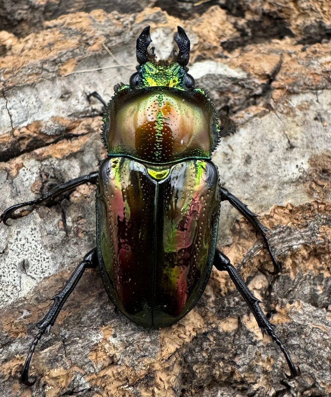 《ニジイロクワガタ ピカール系 32mm ペア》