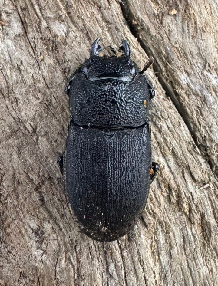 【WF2】《フィリピンネブト亜種バンガイエンシス 30mm ペア》