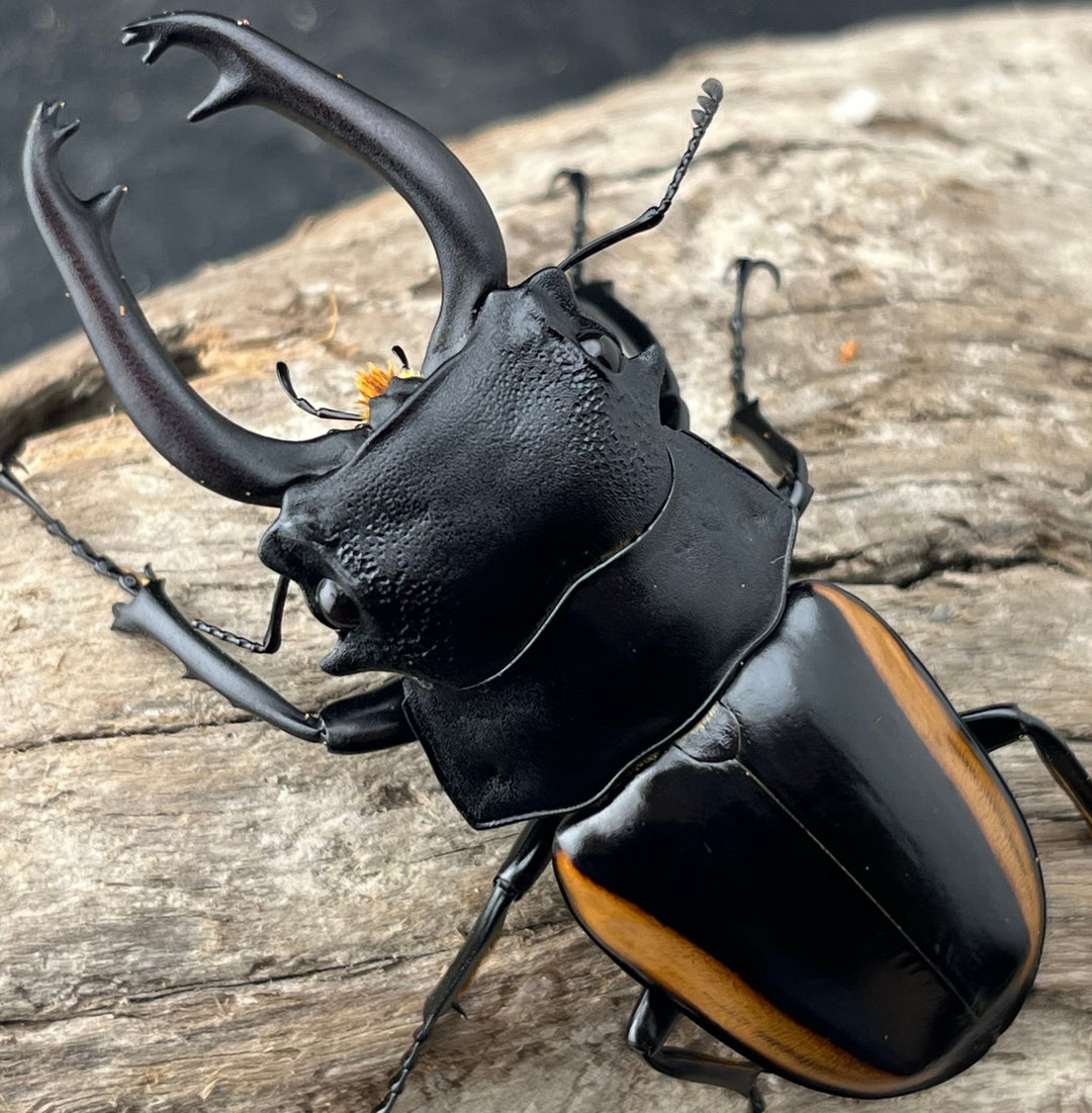 【WD】《スティーブンスツヤ亜種mamaesaensis 71.5mm ペア》