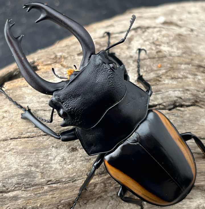 【WD】《スティーブンスツヤ亜種mamaesaensis 71.5mm ペア》