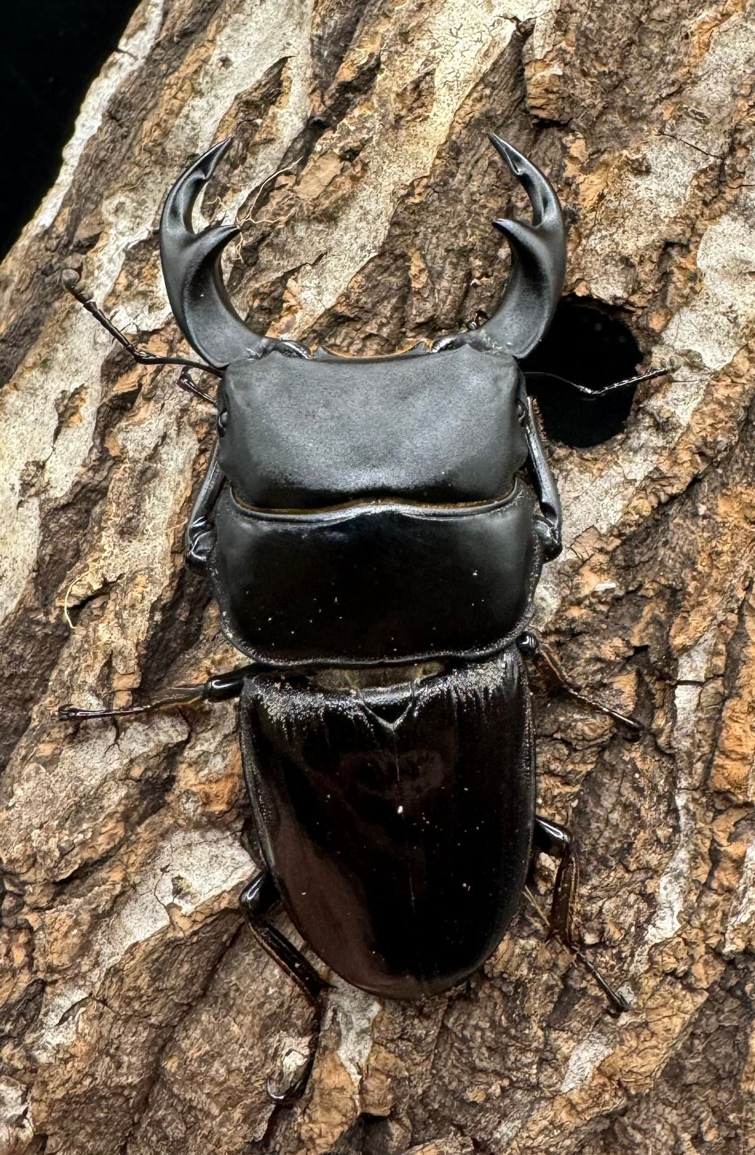 【WD】《ジャワパリーオオクワ 70mm ペア》