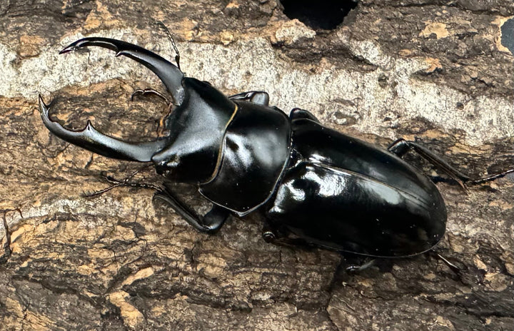 《ネパレンシス トゥリスリ産 61mm ペア》