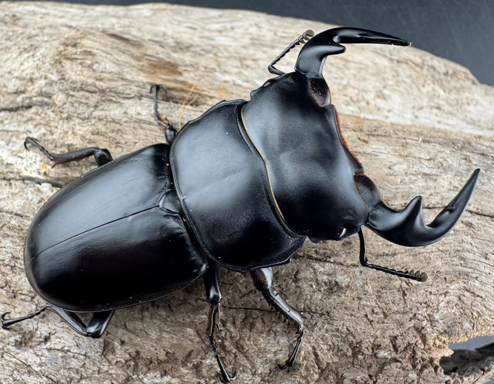 【WD】《アンタエウスオオクワ カオバン産 63mm ペア》