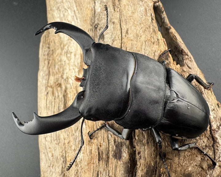 【WF2】《テイオウヒラタクワガタ 82.5mm B品ペア》