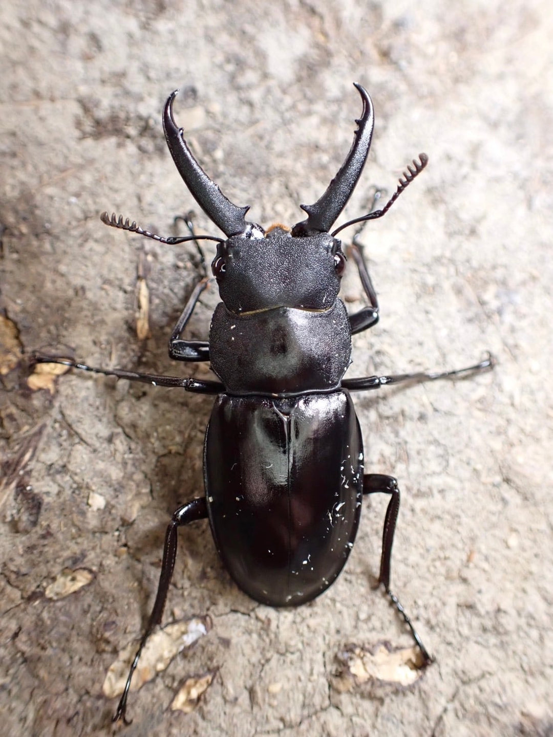 【WD】超貴重種《アドゥンクスフタマタミャンマー北部亜種 39mm ♂♀♀トリオ》