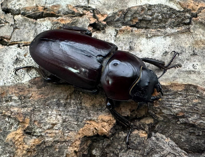 【WD】《ウォードコクワ チベット産 29mm ♀単》