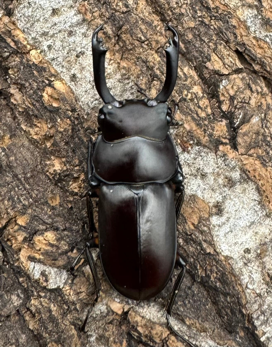 【WD】《ルフォノタトゥスコクワ 36.5mm ペア》