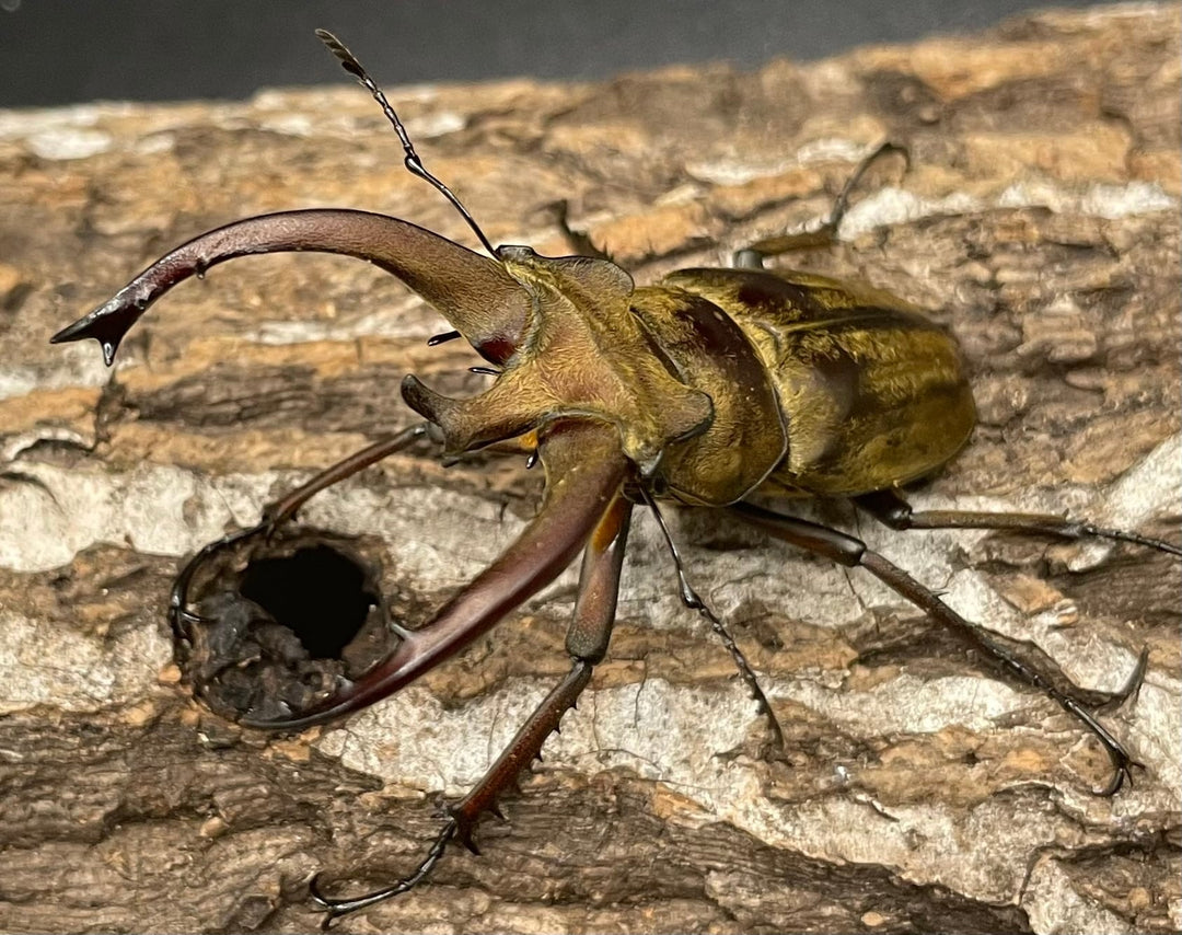 【WD】《ビクトリウスミヤマクワガタ 60mm ペア》