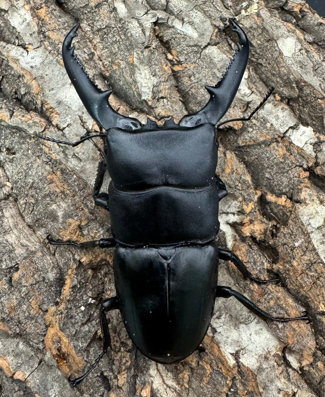 【WD】良型《パラワンオオヒラタクワガタ 95mm ペア》