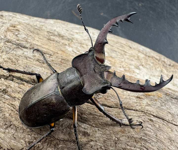 【WD】《ミヤマクワガタ 山形県産 55mmUP ペア》