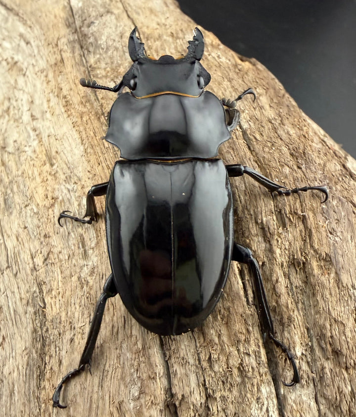 【WD】《インターメディアツヤクワガタ ネグロス島産 93mm ペア》