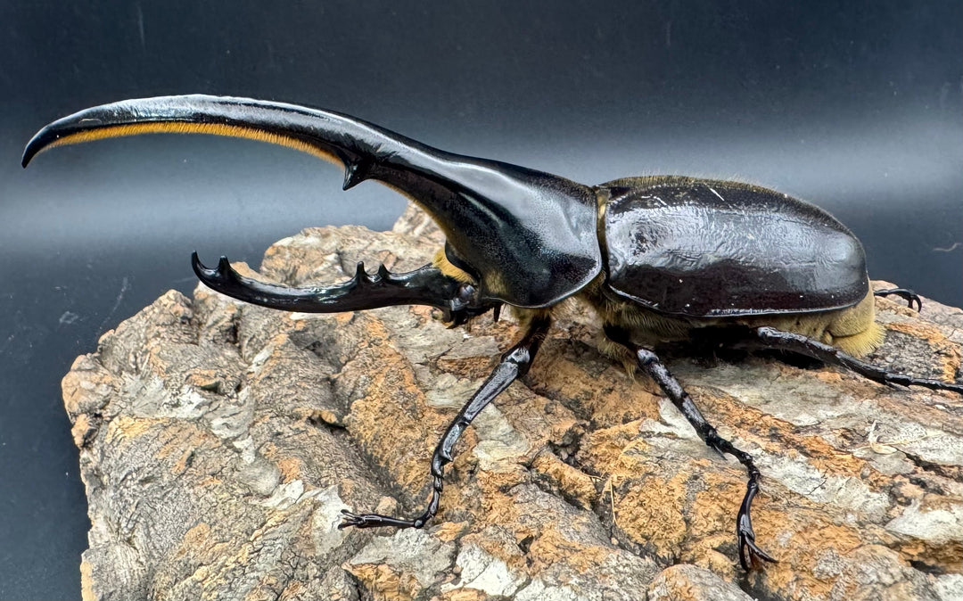 《ヘラクレス・ヘラクレス 145mm ペア》