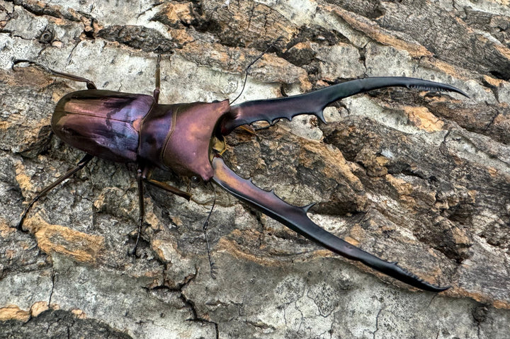 【美麗】《メタリフェルホソアカ 85mm ペア》セルヴォラン氏ブリード個体