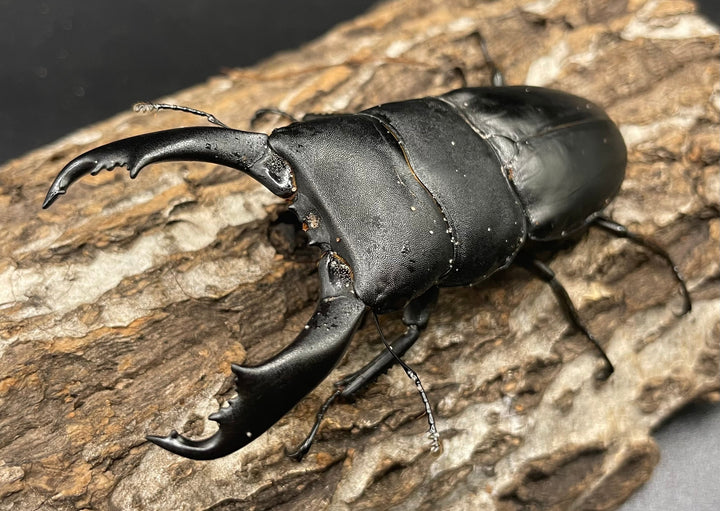 【WD】大型《イフガオヒラタ 88mm ペア》