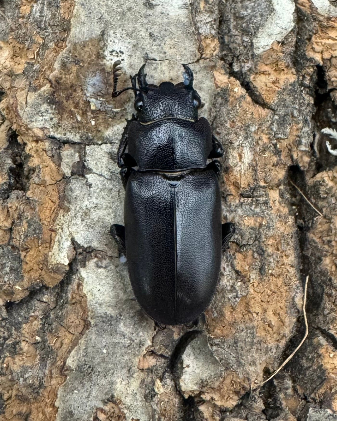 【美麗】高グレード《メタリフェルホソアカ 75mm ペア》わたくわ氏ブリード個体