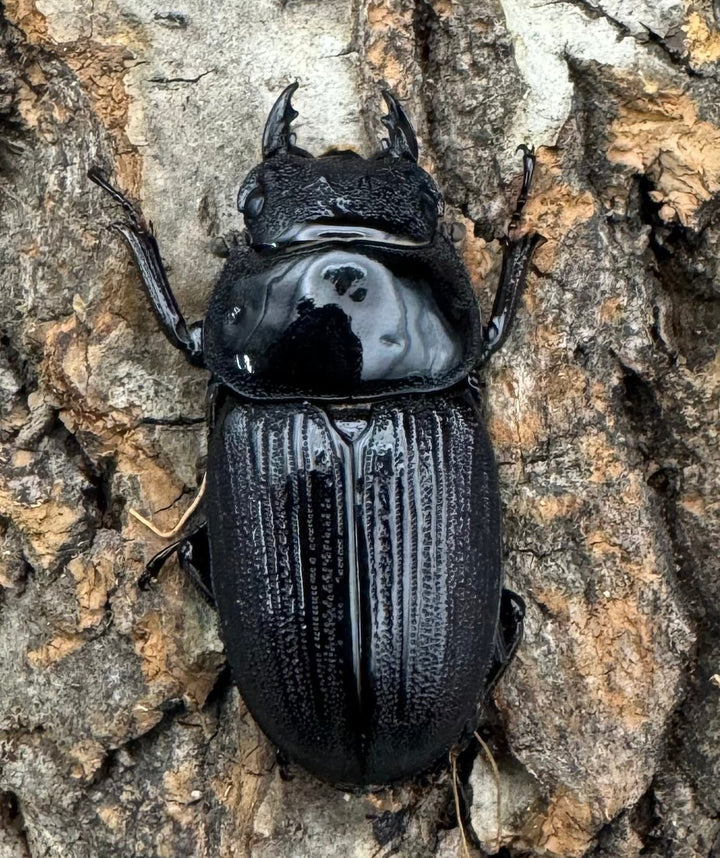 《インドクルビデンスオオクワ 57.6mm B品ペア》