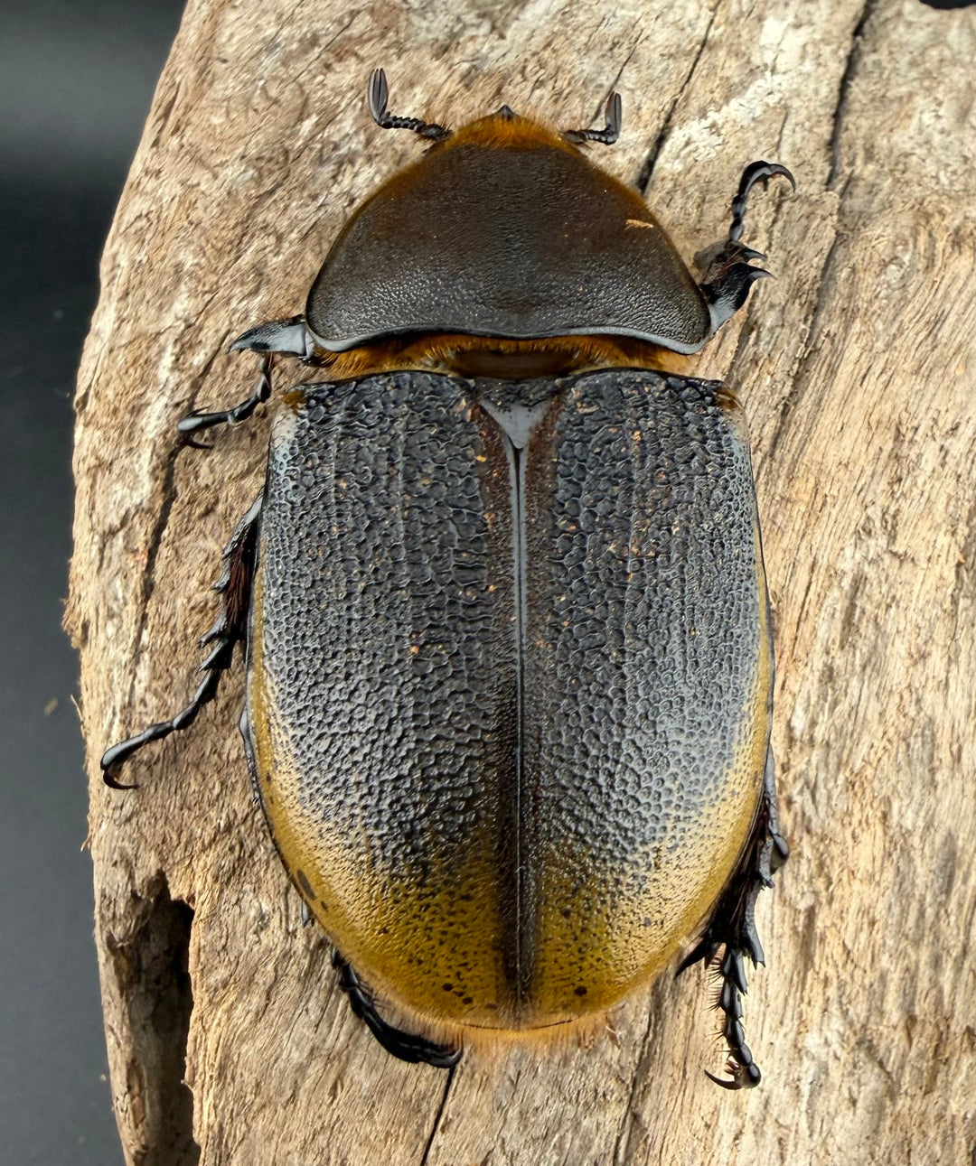 《 ヘラクレス・モリシマイ 108mm ペア》