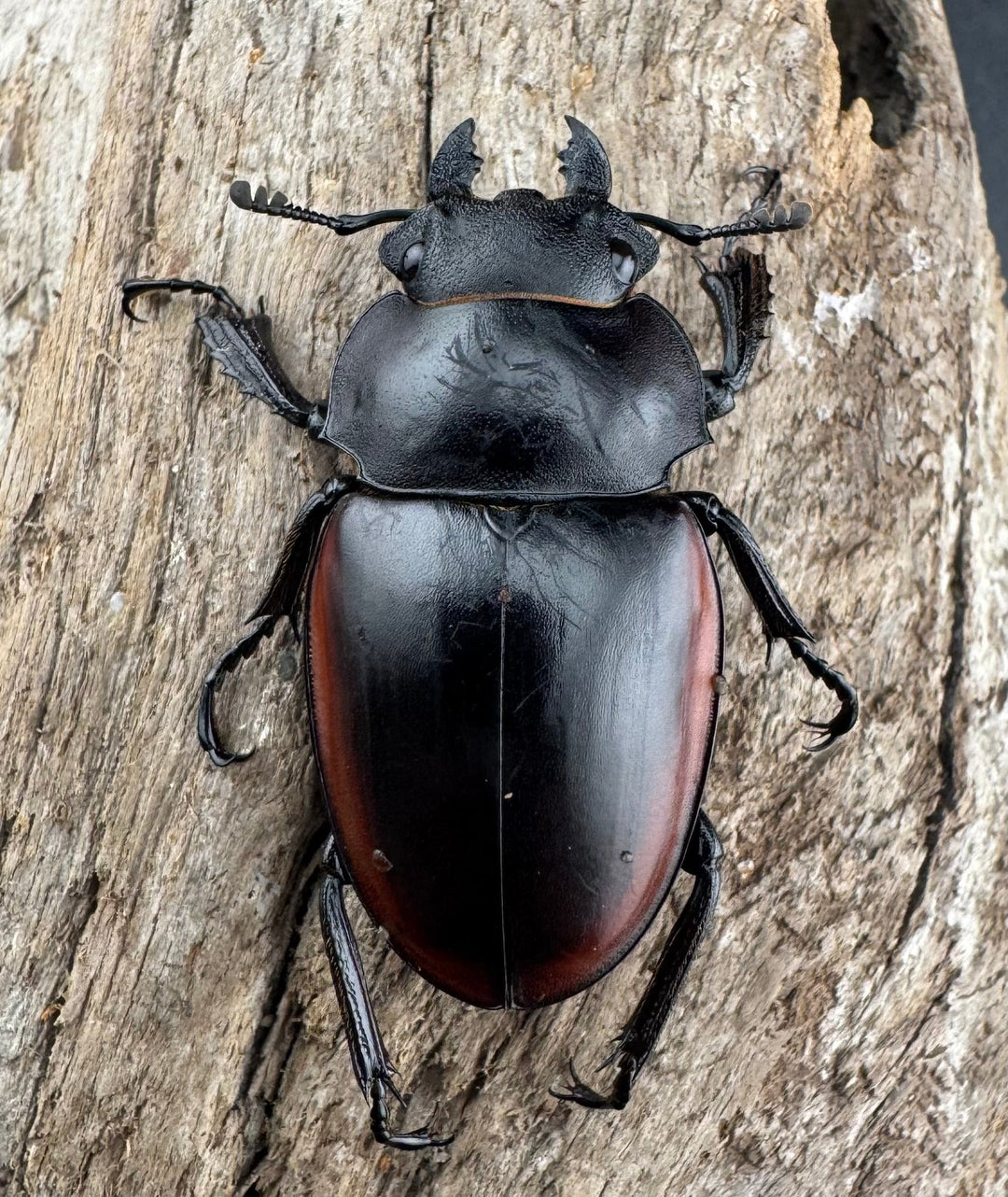 【WD】《クベラツヤクワガタ亜種sinensis 海南省産 68mm B品ペア》