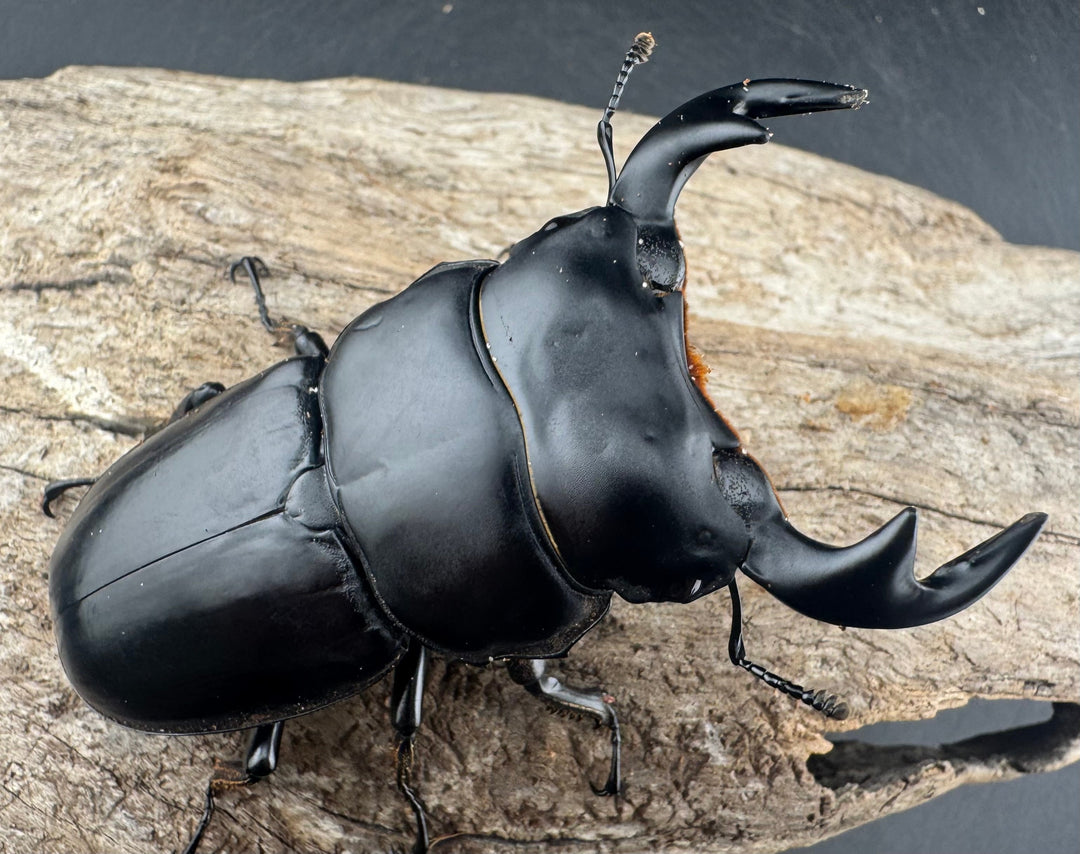 【WD】《アンタエウスオオクワ亜種miyashitai 75mm ペア》