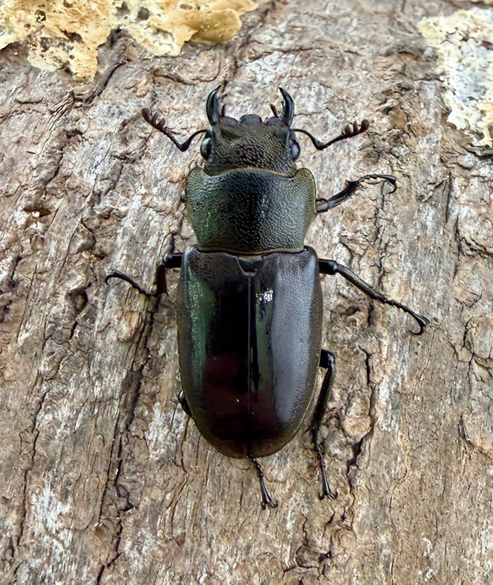 《メタリフェルホソアカ亜種イソガイ 77.5mm ペア》