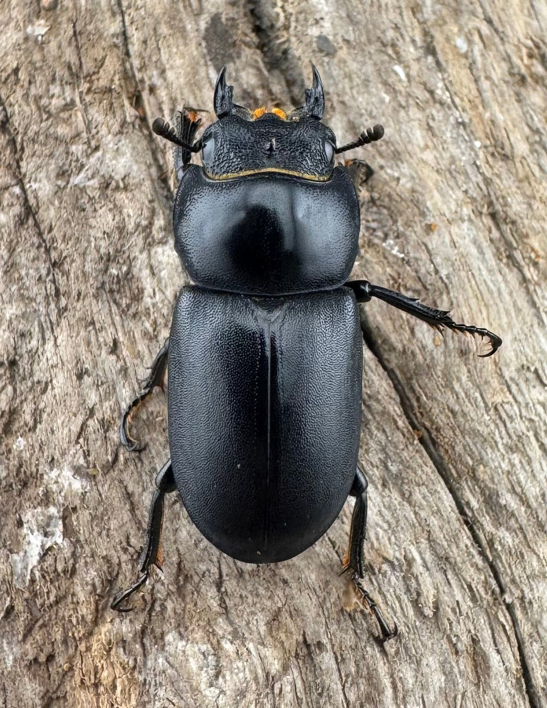 【WD】《ダビディスコクワガタ 32mm ペア》