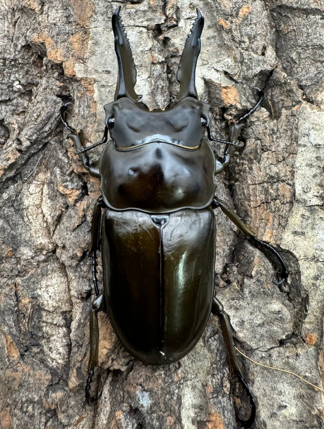 《ババオウゴンオニクワガタ 70mm ペア》