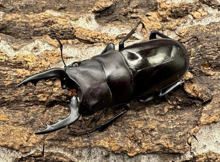 【WD】《ブッダノコギリ フィリピン北部亜種  44.5mm ペア》