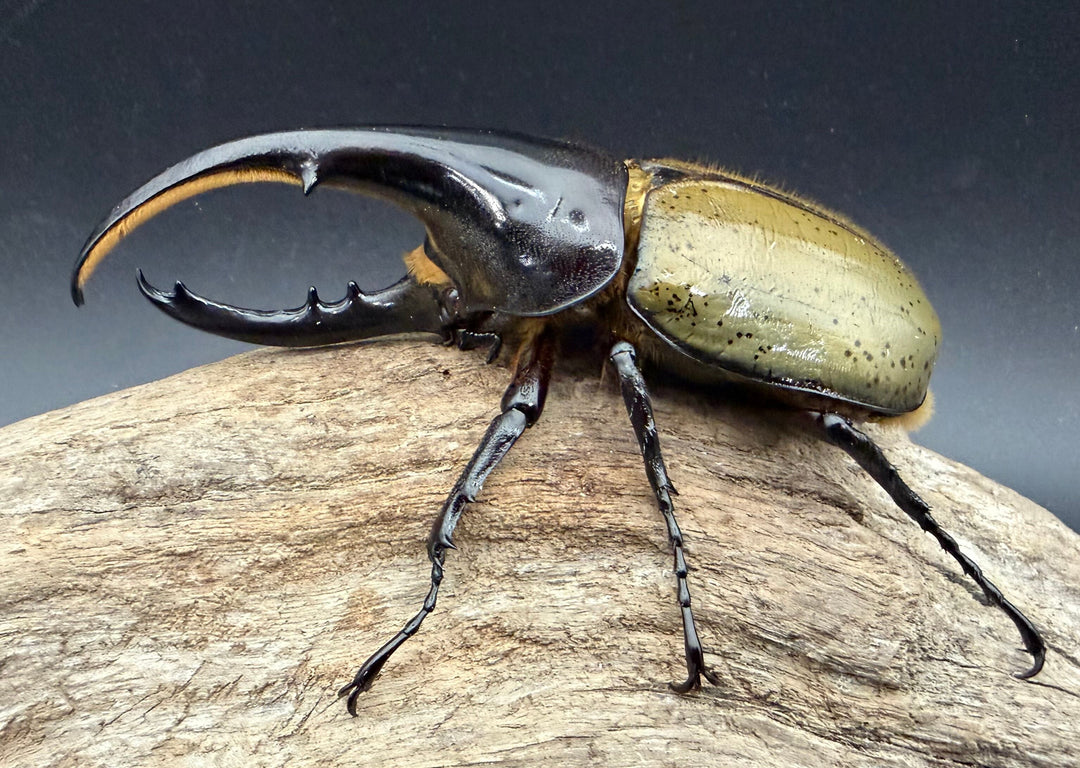 《ヘラクレス・ヘラクレス 117.5mm ペア》