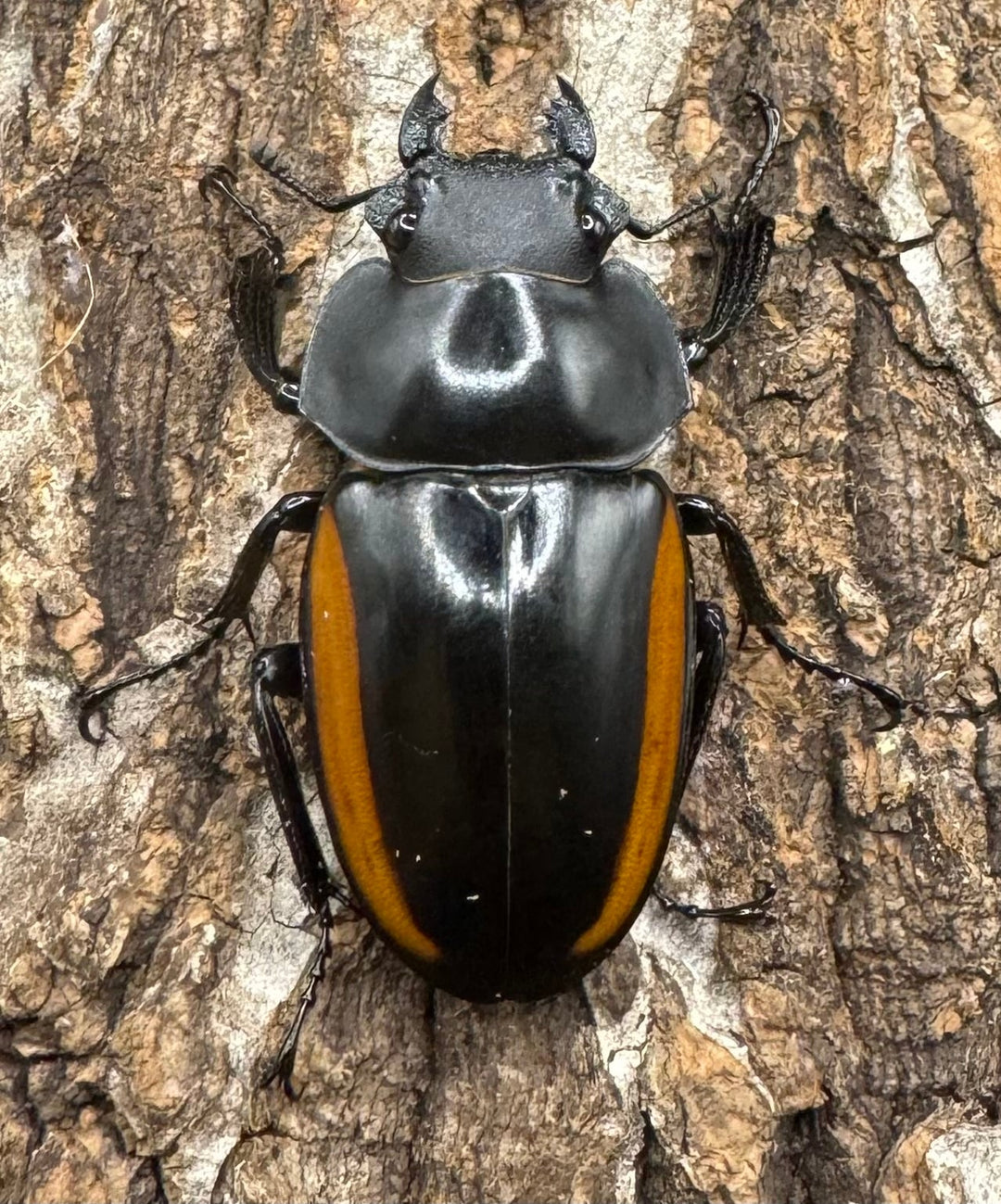 【WD】《スティーブンスツヤ亜種mamaesaensis 黒化型 76.5mm ペア》