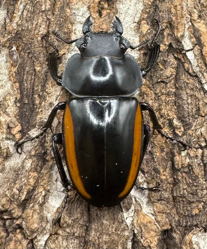 【WD】《スティーブンスツヤ亜種mamaesaensis 黒化型 76.5mm ペア》