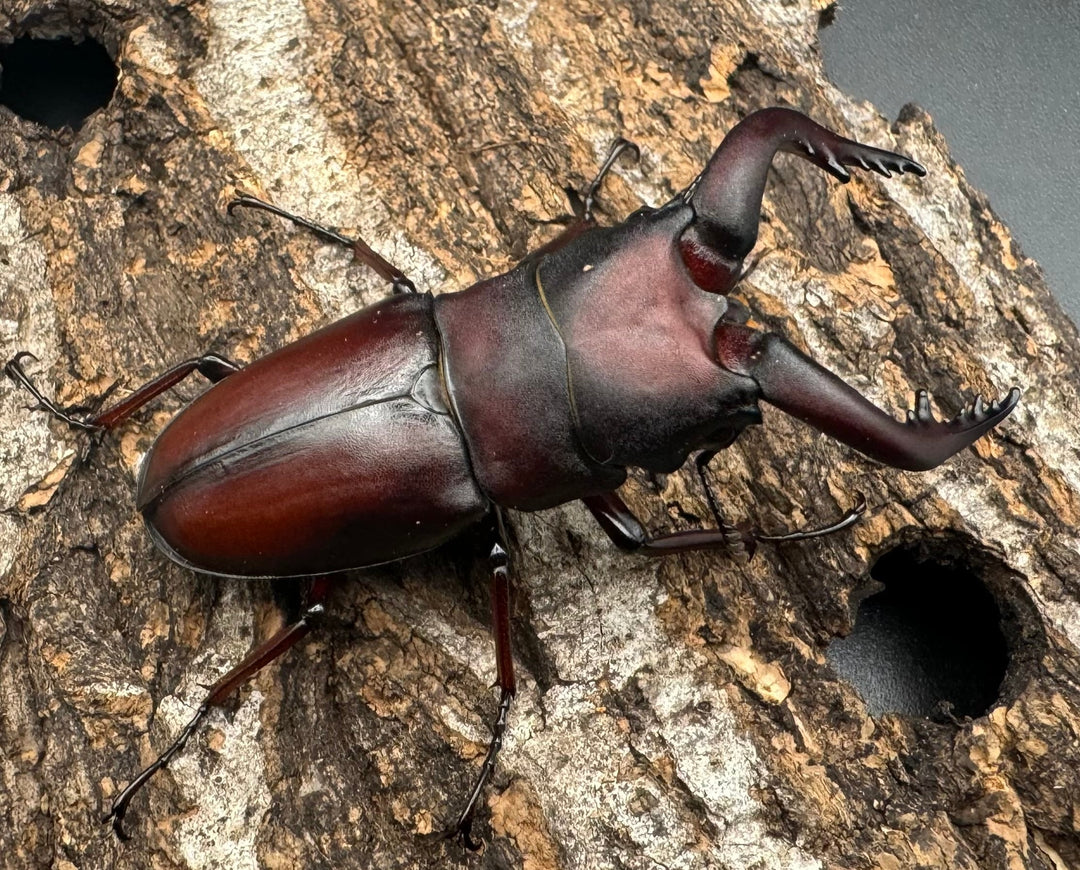 【WF1】《本土ノコギリクワガタ 八王子産 58mm ペア》